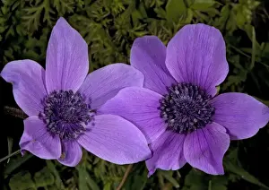 Garden Flower Prints: Crown Anemone in the wild - source of many garden and florist's flowers