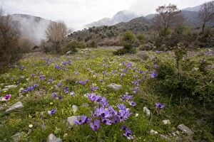 Images Dated 6th April 2007: Crown Anemones (Anemone coronaria) on the Omalos Plateau, White Mountains, Crete