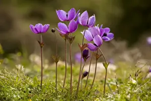 Anemones Prints: Crown Anemones (Anemone coronaria) on the Omalos Plateau, White Mountains, Crete