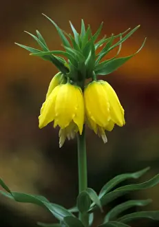 Fritillary Prints: Crown Imperial - Lutea - The largest of the Fritillaries - April Somerset Garden, UK