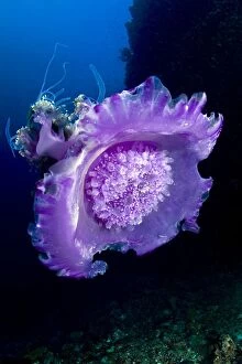 Images Dated 2nd January 2010: Crown Jellyfish - Maldives