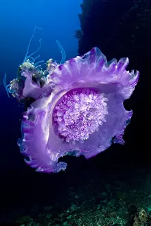 Maldives Prints: Crown Jellyfish - Maldives