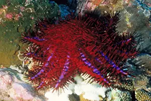 Crown-of-thorns starfish (Acanthaster planci). This is the distinctive south-east Asian colour form of the species, with a violet stripe on each arm. Richelieu Rock, Andaman Sea, Myanmar