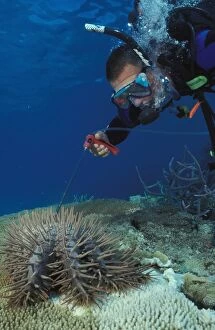 Echinoderms Gallery: Crown-of-thorns starfish - being killed by diver