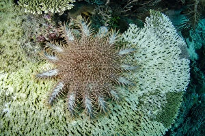 Images Dated 25th February 2019: Crown-of-thorns Urchin - on coral - Beach House dive site, Atauro Island