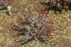 Crown Of Thorns Prints: Crown of Thorns - Madagascar