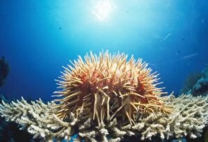 Images Dated 19th March 2010: Crown of Thorns Starfish