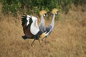 Images Dated 22nd April 2004: Crowned Crane