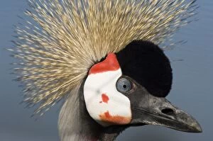 Images Dated 10th October 2005: Crowned crane - Adult