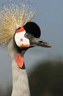 Images Dated 10th October 2005: Crowned crane - Adult