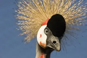 Cranes Prints: Crowned crane - Adult