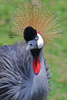 Images Dated 27th February 2009: Crowned Crane - East Africa, national bird of Uganda