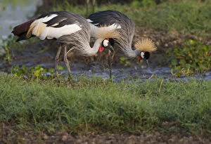 Crowned crane, Ngorongoro Conservation Area