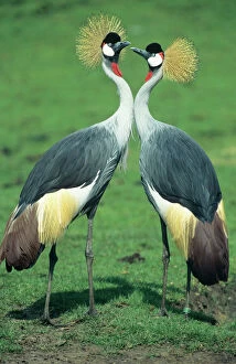 Crowned CRANE - pair in courtship display