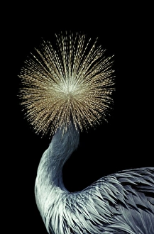 Images Dated 4th November 2008: Crowned Crane - Rear of head - Native to Africa
