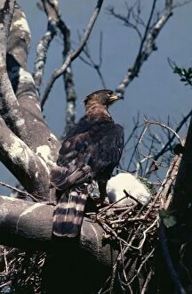 Crowned Eagle - at nest
