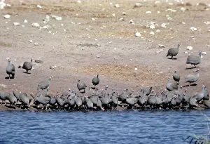 Guineafowl Prints: Crowned Guinea Fowls - drinking