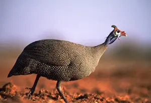 Guineafowl Prints: Crowned Guineafowl AW 6416 Etosha National Park