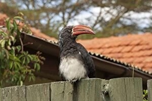 Crowned Hornbill - perched on fence