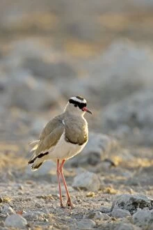 Crowned Lapwing / Plover - At dawn