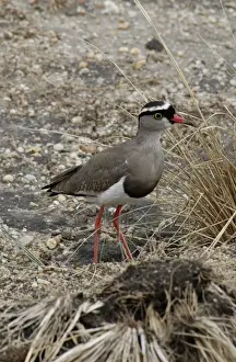 Crowned Lapwing / Plover - open ground, East Africa