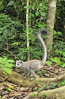 Crowned Lemur - female - Ankarana National Park - Northern Madagascar