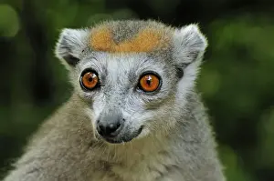 Crowned Lemur - female - Ankarana National Park - Northern Madagascar