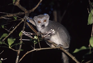 Images Dated 17th March 2006: Crowned Lemur - female eating flowers of Sapindaceae sp. Ankarana Madagascar