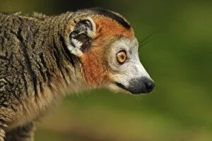 Images Dated 21st April 2009: Crowned Lemur - male