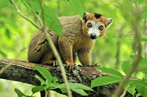 Crowned Lemur - male (Eulemur coronatus)