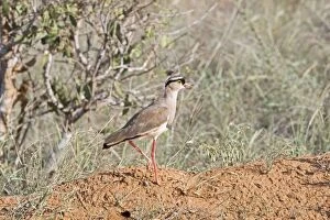 Images Dated 19th December 2008: Crowned Plover