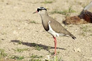 New images january/crowned plover ground