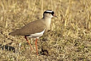 Plover Gallery: Crowned Plover on ground