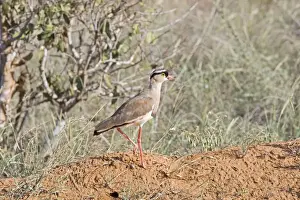 Crowned Plover - Tsavo East National Park Kenya