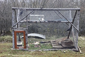 Crows - caught in cage by means of bait for live study purposes Crows - caught in cage by means of bait for live study purposes