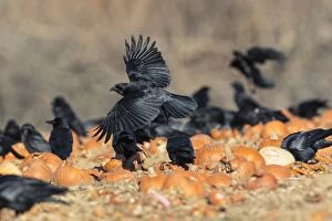 Brachyrhynchos Gallery: Crows feeding on pumkins left in the field