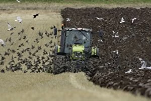Images Dated 16th October 2007: Crows, Gulls and Starlings - following tractor