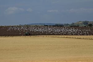 Crows, Gulls and Starlings - following tractor
