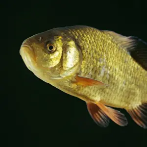 Carp Prints: Crucian Carp
