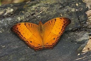 Images Dated 10th December 2008: Cruiser - Nymphalid butterfly - Gunung Leuser National Park - Northern Sumatra - Indonesia