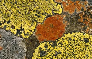 Cumbria Prints: Crustose Lichens - On dry stone wall, Lake District, Cumbria, UK