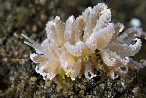 Images Dated 8th September 2007: Cryptic Phyllodesmium Nudibranch