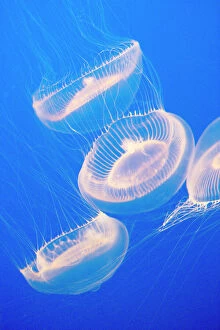 Images Dated 5th May 2007: Crystal Jelly - Photographed at Monterey Bay Aquarium - Monterey - California - USA