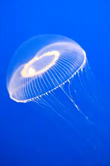 Jellyfish Prints: Crystal Jelly - Photographed at Monterey Bay Aquarium - Monterey - California - USA