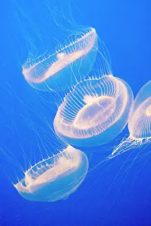 Crystal Jelly - Photographed at Monterey Bay Aquarium - Monterey - California - USA