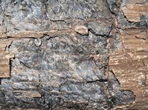 Crystals embedded in the logs of Petrified Wood
