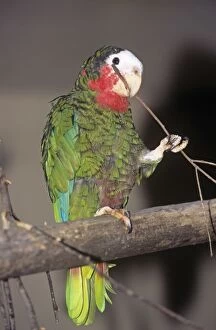 Images Dated 11th March 2009: Cuban Amazon Parrot - holding twig