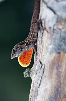 Cuban Brown Anolis - male displaying Floride, USA