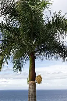 Palms Prints: Cuban Royal Palm Tree - first flowering for ten years - Botanical gardens surrounding hotel - Tenerife - February