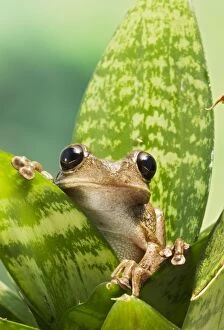 Cuban Tree Frog - on plant front view